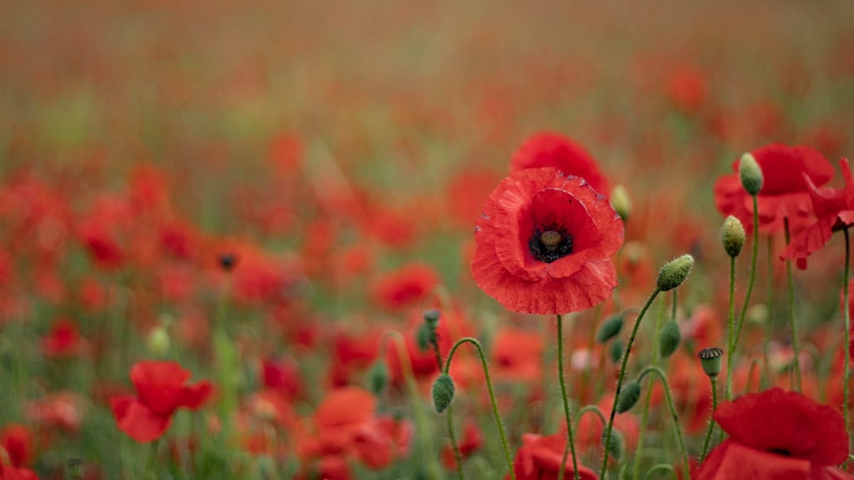 Pte H Jupp of Glascote Heath